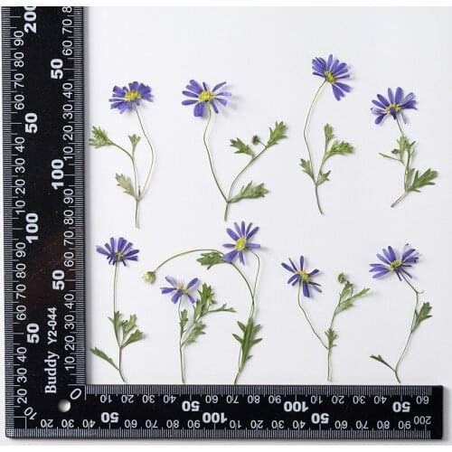 60pcs Natural Pressed Dried Malan Flower With Stalk Plants Herbarium For Epoxy Resin Jewelry Making Makeup Nail Art Craft DIY