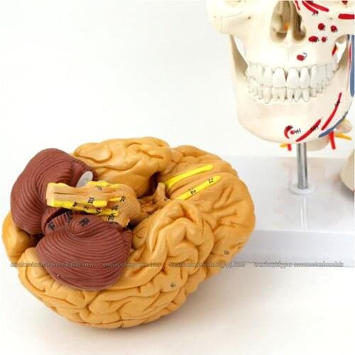 CMAM/12337-1 Skull, cervical vertebra, brain and muscle point, Plastic Skull Medical Anatomical Model