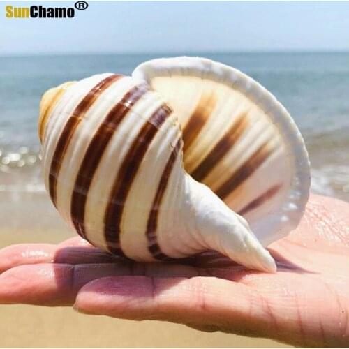 Natural Shell Sea Conch Snail Fish Tank Aquarium Decorations Roll Shellfish Breeding Shell Micro-landscape Succulent Flower Pot