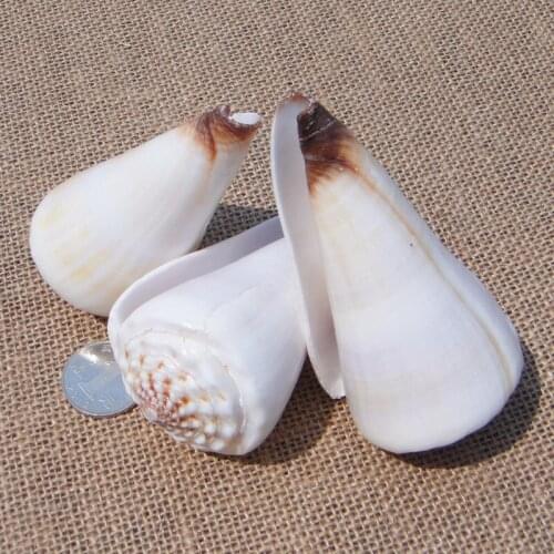 Natural Conch Shells Brown-mouthed Conch Snails Around 8-9cm Black Conch Snails Platform Aquarium Wedding Gift