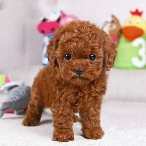 Teddy Dog Kids Plush Toys Brown Simulation Lovely Children Gifts Kawaii Lifelike Stuffed Animals Dolls Cute Forfar Present