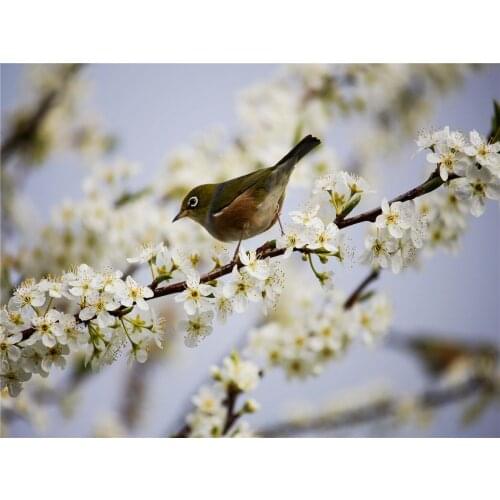 DIY Diamond 5D Embroidery Paintings Resin Square Rhinestone Full Pasted Unfinished Painting Cross Stitch Bird