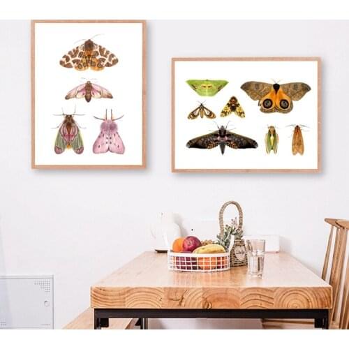 High Definition Watercolor Illustrations Insects Canvas Prints Hand Painting Posters Educational Wall Art Decor Amazonian Moth N