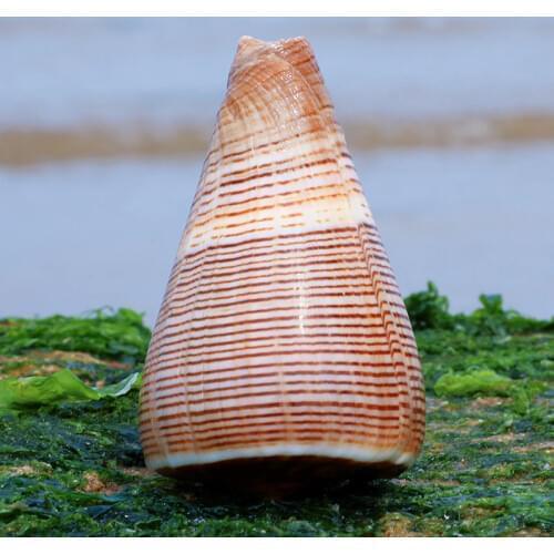 Black thread conch natural conch shell fish tank aquarium decoration Mediterranean photo display creative diy micro-view