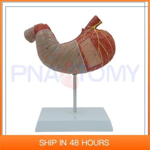 Enlarged 2 Parts Human Stomach Model Digestive System Anatomical body Anatomy Medical Supplies and Equipment