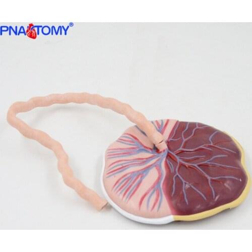 Fetus Funicle Anatomy Model Anatomical Placenta Model Baby Birth Model Medical Teaching Tool Life Size Educational Equipment