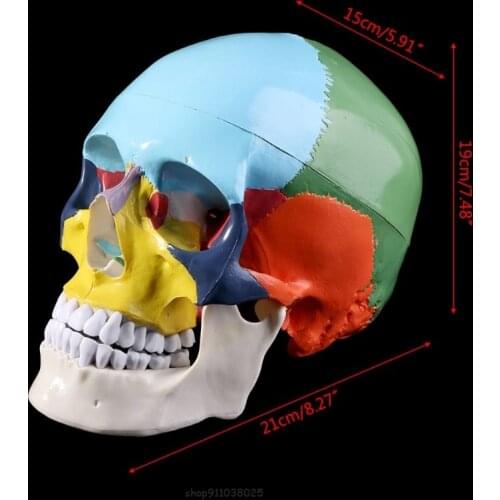Life Size Colorful Human Skull Model Anatomical Anatomy Teaching Skeleton Head Studying Teaching Supplies Ja28 21 Dropship