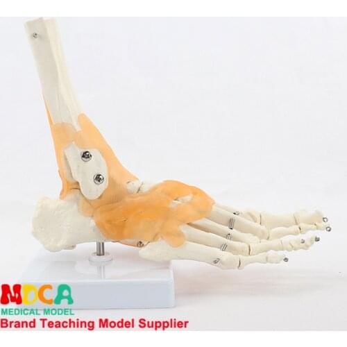 Ankle joint model, foot bone ligament model, human bone and bone teaching, MJG004