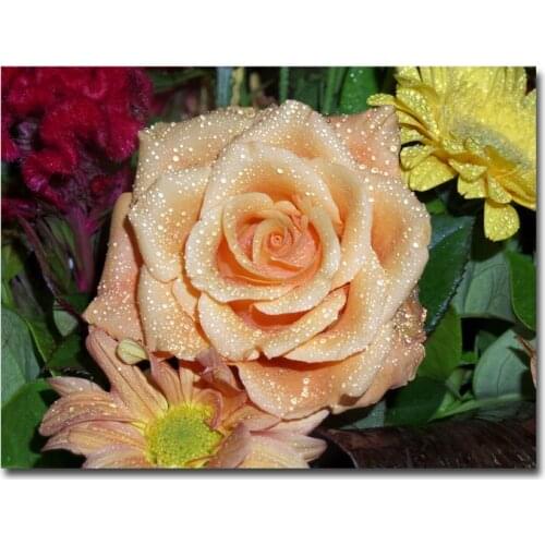 Nordic Style Wall Art Poster and Print On Canvas Painting Pink Rose Water Drops Flower Wall Pictures for Living Room Decoration