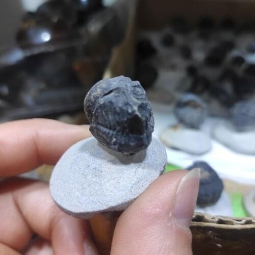 1pcs Natural Trilobite fossil specimen Original stone Quartz Crystal Mineral for home Decor teaching Healing chakra