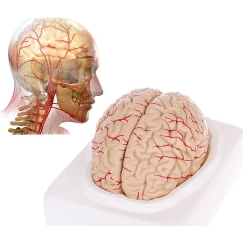 2021 New Disassembled Anatomical Human Brain Model Anatomy Teaching Tool