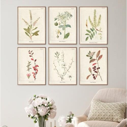 Vintage Botanical Herb Posters and Prints Greenery Plants illustration Wall Art Canvas Painting Pictures for Living Room Decor