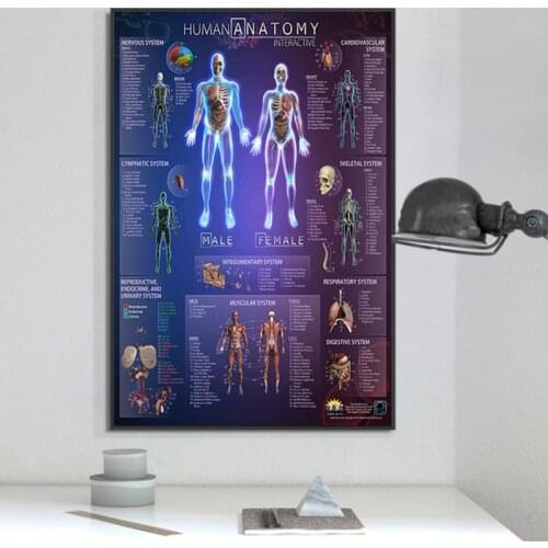 Human Body Anatomy System Canvas Poster Picture Human Body Wall Modern Picture For Hospital Medical Education School Decor
