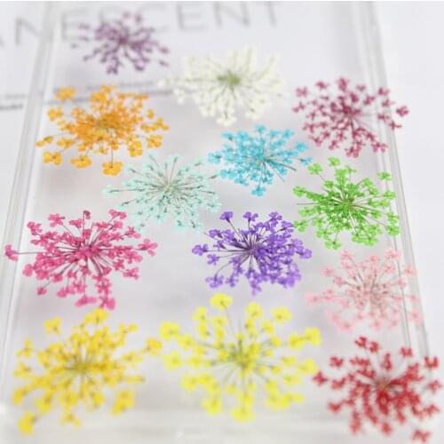 Lace Flower/snow Bead Flower Pressed Flowers Dried Flower Pressed Flower DIY Handmade Crystal Epoxy Material Package