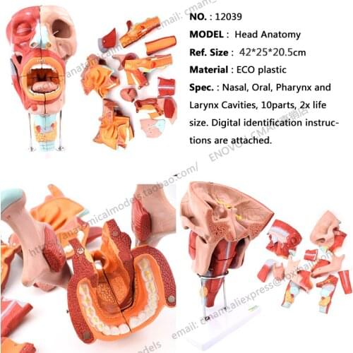 CMAM/12039 Nasal, Oral, Pharynx and Larynx Cavities, Plastic Human Body Muscle Teaching Anatomical Model