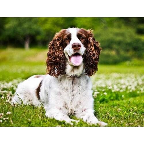 5d Binger Dog Diamond Painting Full Diamond Crystal Cross Diamond Animal Painting Dog Pet Diamond Embroidery 3d