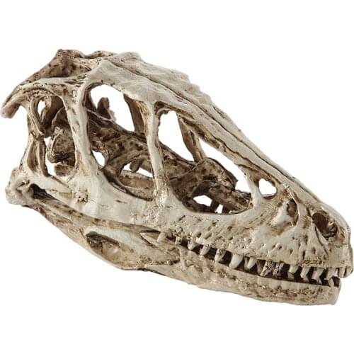 High Precision Teaching Model Dinosaur Skull Model Velociraptor Fossil Resin Skull Dinosaur Polystone Statue Skeleton Figurine