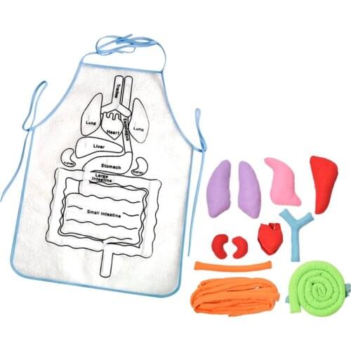 Human Body Apron Teaching Equipment Childrens Educational Enlightenment Stereoscopic Organ Apron Early Education Teaching Aids