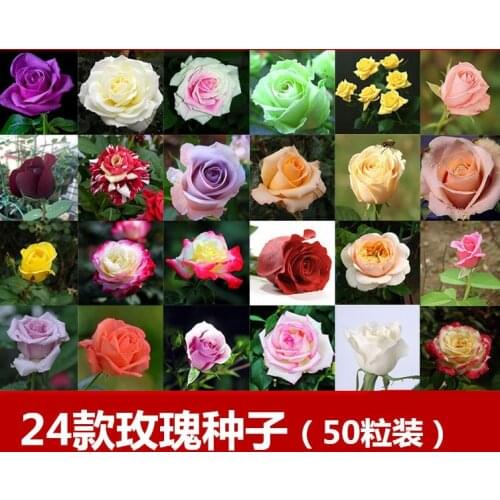 Cornflower seeds are easy to grow in four seasons live blue cornflower seeds outdoor garden greening cold-resistant flower seeds