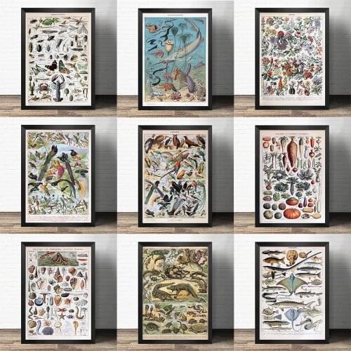 Popular science decorative painting early education - Fish and bird eggs Mushroom -Atlas art painting Retro poster kraft paper