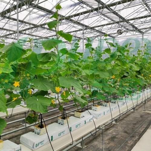 Soilless cultivation and planting of rock wool