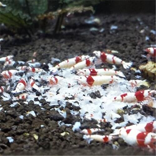 Hot Selling 40g Snow Natto Shrimp Snail Food Feed Feeding For Aquarium Fish Tank Pond New SEP5