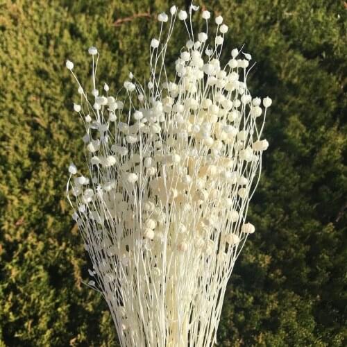 Hidden BOTANICS Home And Garden Products