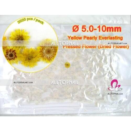 Bulk Pressed Flowers 2020x Pearly Everlasting Yellow Dried Pressed Flowers for Pressed Flower Art - Free shipping