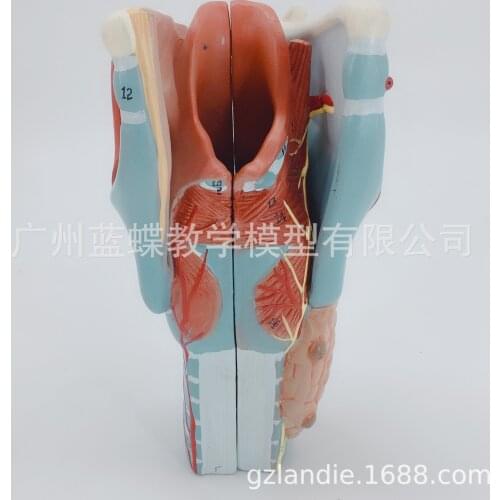 5 Patrs 2times Human Magnification Throat Anatomical Specimen Vascular Thyroid Larynx Teaching Simulation Medical Supplies
