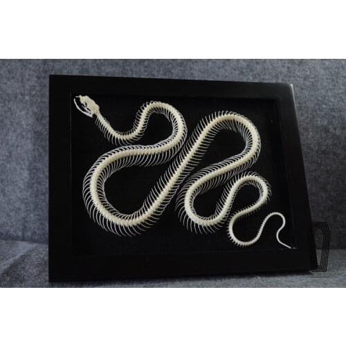 0.9/1.3 meter snake skeleton model snake bone specimen educational model wall decoration