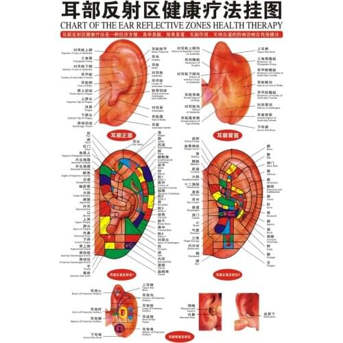 40*60cm standard Ear-Acupoints chart ear acupuncture massage wall chart Chinese and English acupuncture chart free shipping