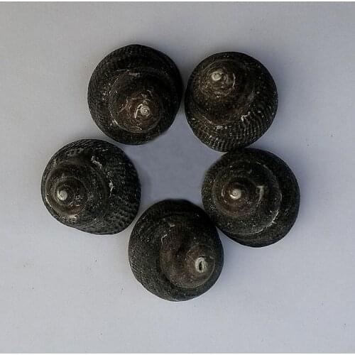 10pcs Conch Seashells Natural Shell Conch Beach Decorations for Home Wedding Acquarium Fish Tank Decor Accessory