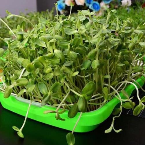 50LB Seed Sprouter Tray Double Layer Soilless Bean Culture Hydroponic Nursery Plate Sprouting Pot Planter Garden Home Plastic
