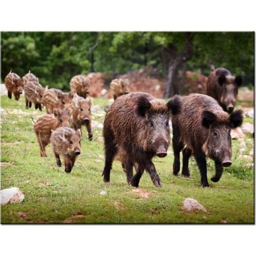 Full square round diamond embroidery wild boar cross stitch kits crystal pig diy diamond painting sale Forest animalsZP-1249