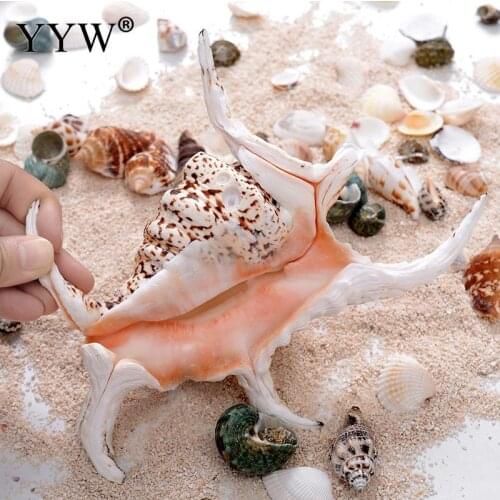 Natural Sea Shells Decoration Home Schelpen Conchas Beach Marine Home Decor Seashell Coquillage Decorative Shell Accessories