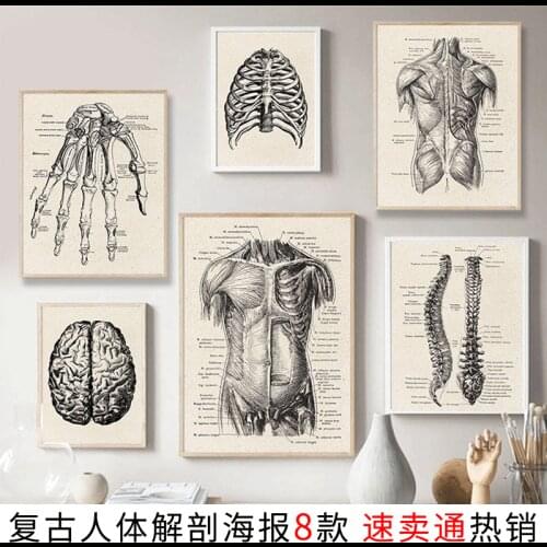 Human Anatomy Poster Skeletal Muscle Organ System Teaching Medical Decorative Posters Office Decor Painting