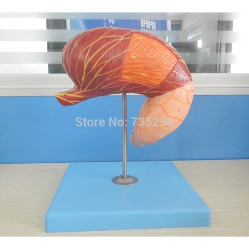 Stomach Model,Gastric Anatomy Model,ISO Certification Stomach Anatomical Model