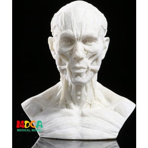 Drawing of life in art studio simulation of male skeleton Head muscle structure still life sketch teaching model RTSM205