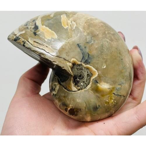 Natural Lenience Polished Fossil Ammonite Conch Madagascar Mineral Specimen