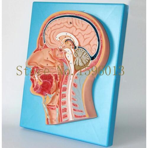 HOT Median Sagittal Section of the Head Model, Clear Brain Sagittal Anatomical Model