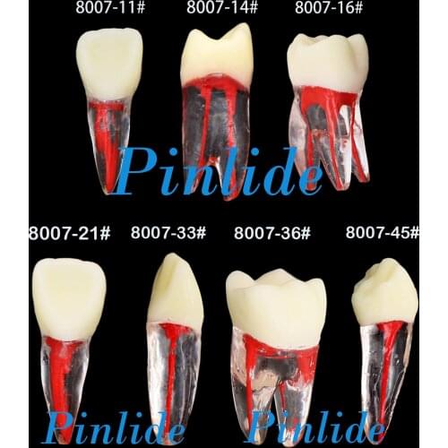 Dental Root Canal Practice Model Teeth Pulp Study RCT Endo File 11# 14# 16# 21# 33# 36# 45