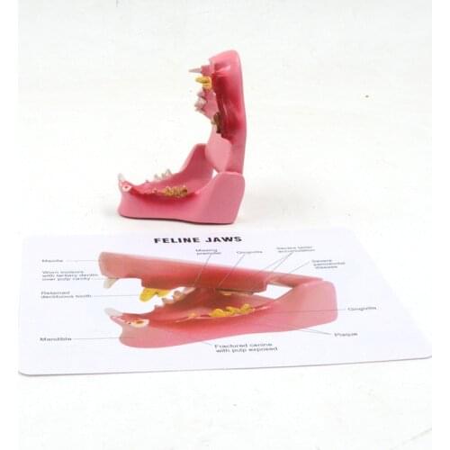 Veterinary Anatomy Pathology Feline Jaws Cat Teeth Dental Caries Model