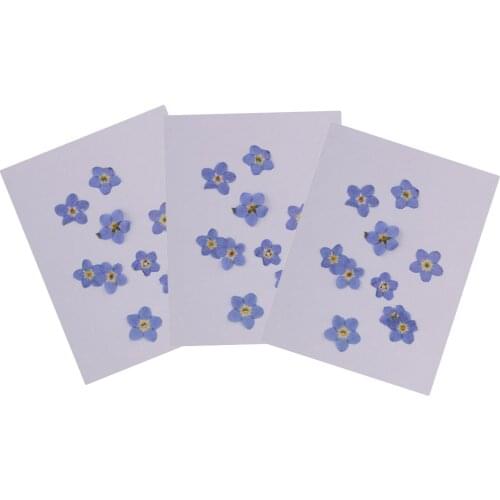 30 Pieces Pressed Forget-me-not Real Dried Flowers Embellishments For Craft DIY Nail Art Jewelry Making DIY Pendants Charms