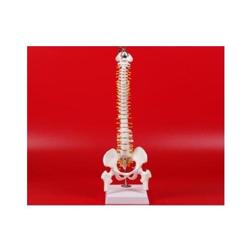 High quality 45cm human spine model human skeleton model with Spinal disc pelvis model
