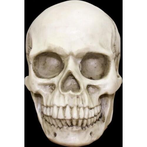 1:1 Resin Skull Sculpture Education Painting dedicated Medical Model Realistic Lifesize Home Accessories Hallowen Decor 600gE