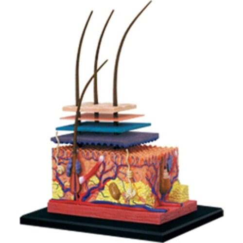 4D Human Skin and Hair Organs Assembling Puzzle Toys Medical Teaching Model Manikin Science Anatomical Model
