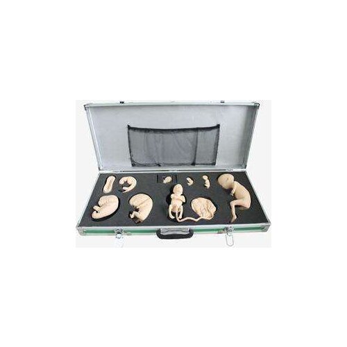 A model of the embryonic development process