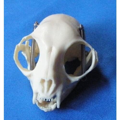 Cat skull skeleton model animal skulls skeleton model veterinary teaching model free shipping