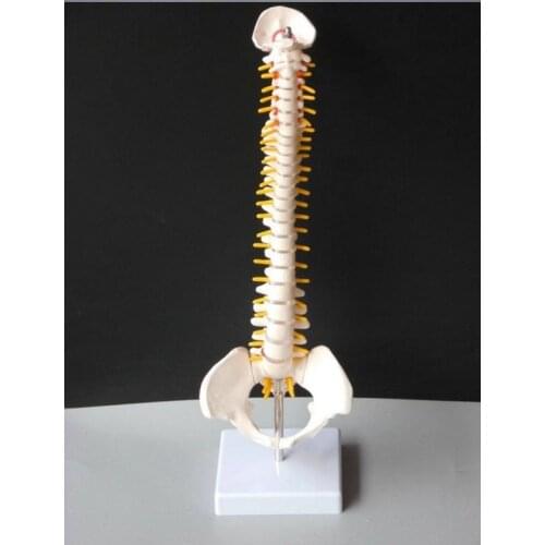 Human Skeleton Model D1 45cm Sitting Posture Model for Medical Rehabilitation Training, Spine Model, Human Spine Model Teaching