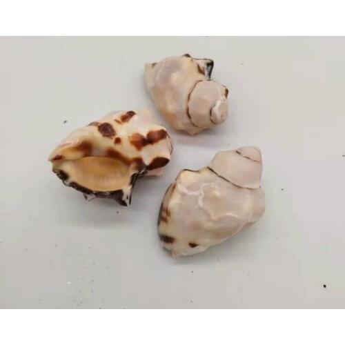 Muszla Hall crab replacement shell Natural Conch Shells Specimen DIY Aquarium Landscape Seashells Crafts Nautical Home Decor